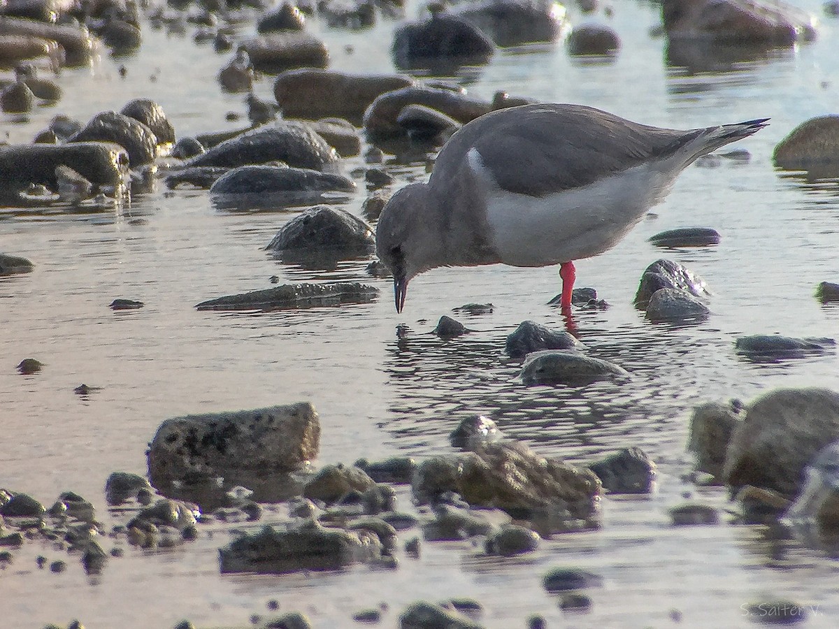 Magellanic Plover - ML640492642
