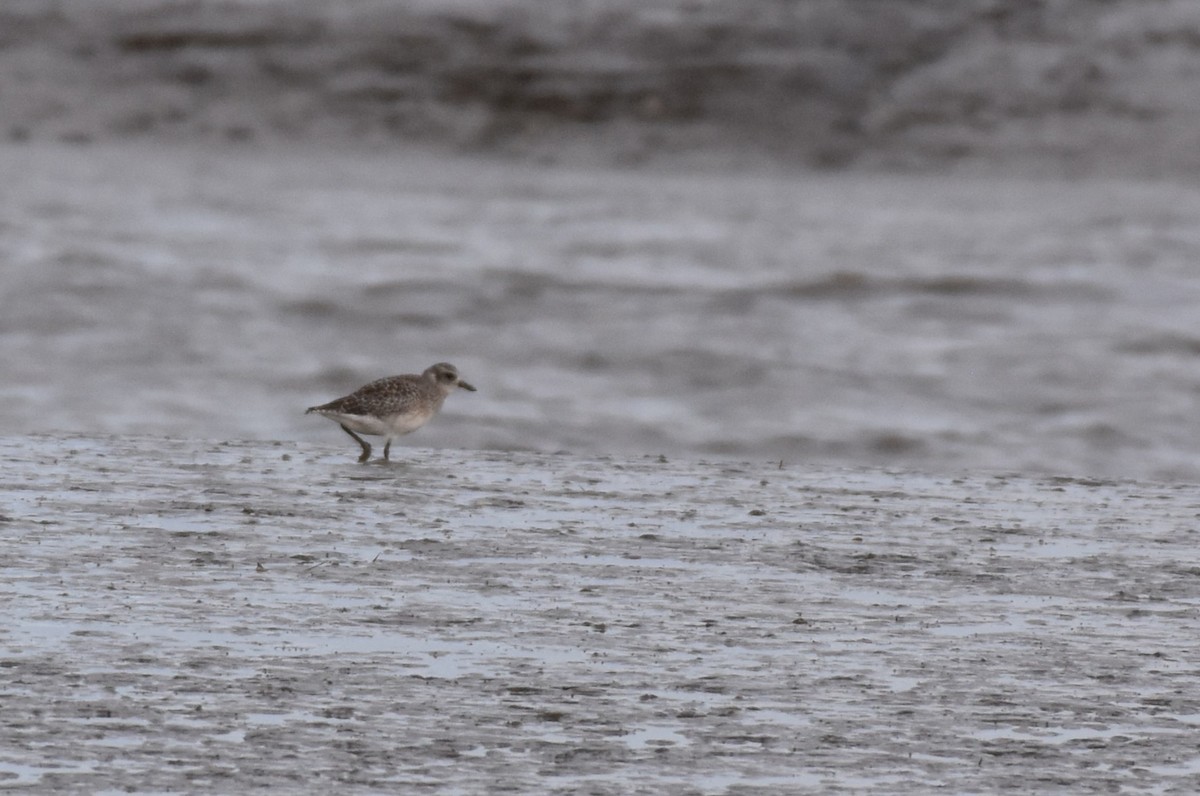 Black-bellied Plover - ML640492665