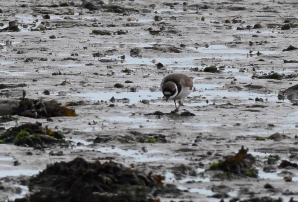 Common Ringed Plover - ML640492693