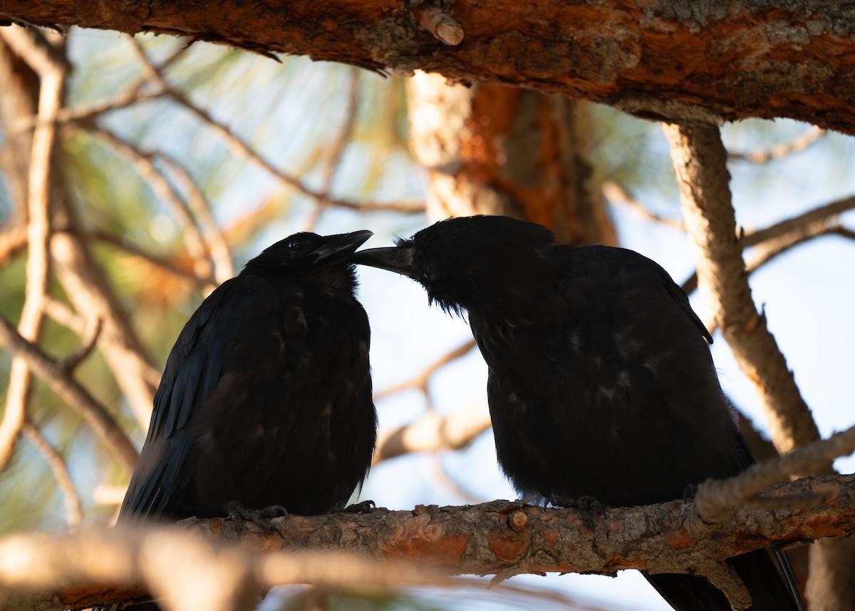 Common Raven - ML640492738