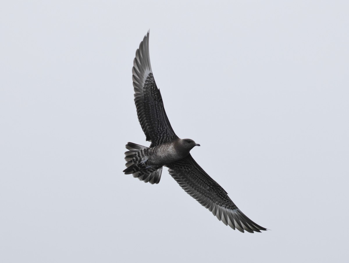 Long-tailed Jaeger - ML640492806