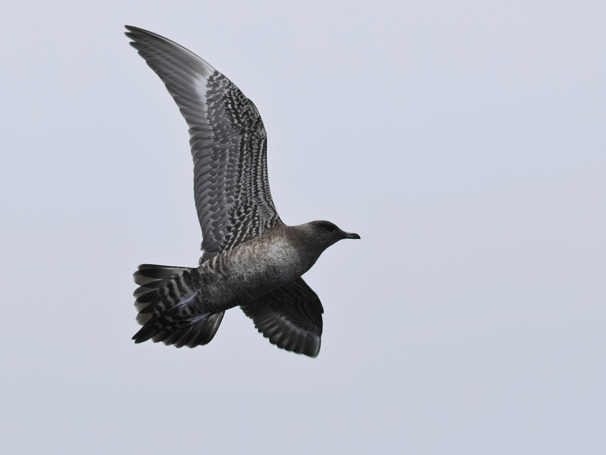 Long-tailed Jaeger - ML640492814