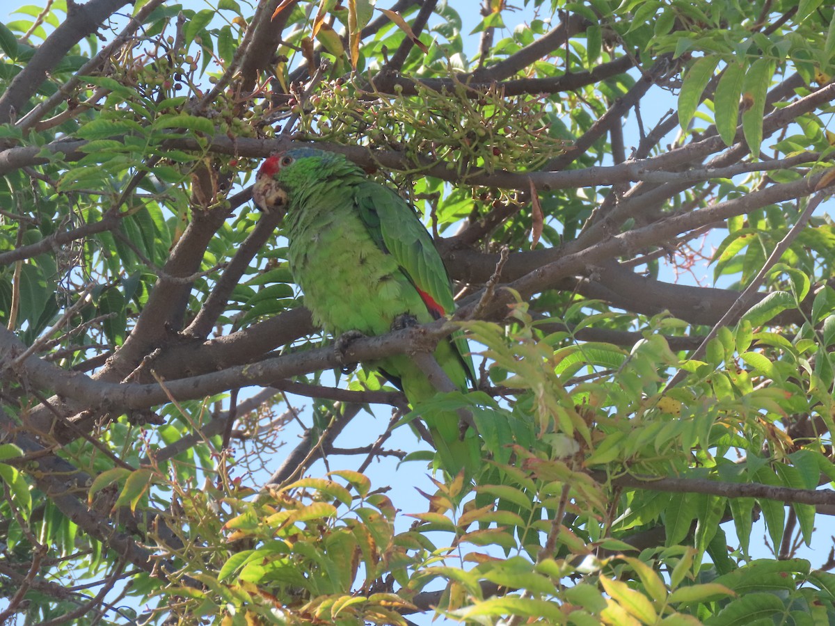 Amazone à joues vertes - ML640492852