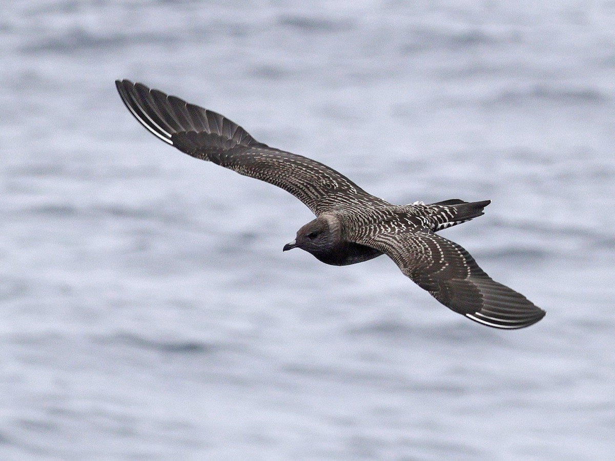 Long-tailed Jaeger - ML640492885