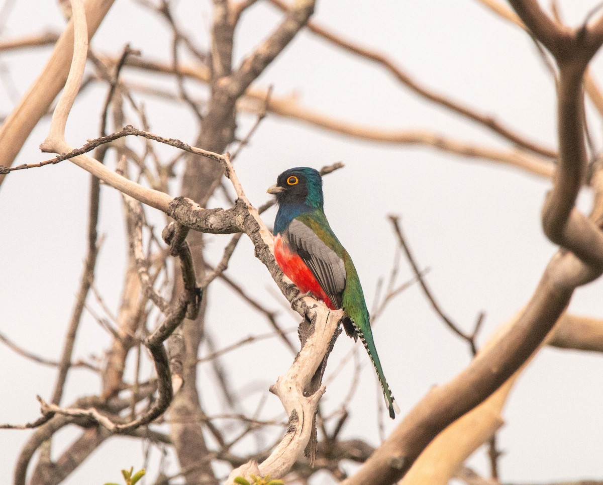 Blue-crowned Trogon - ML640492907