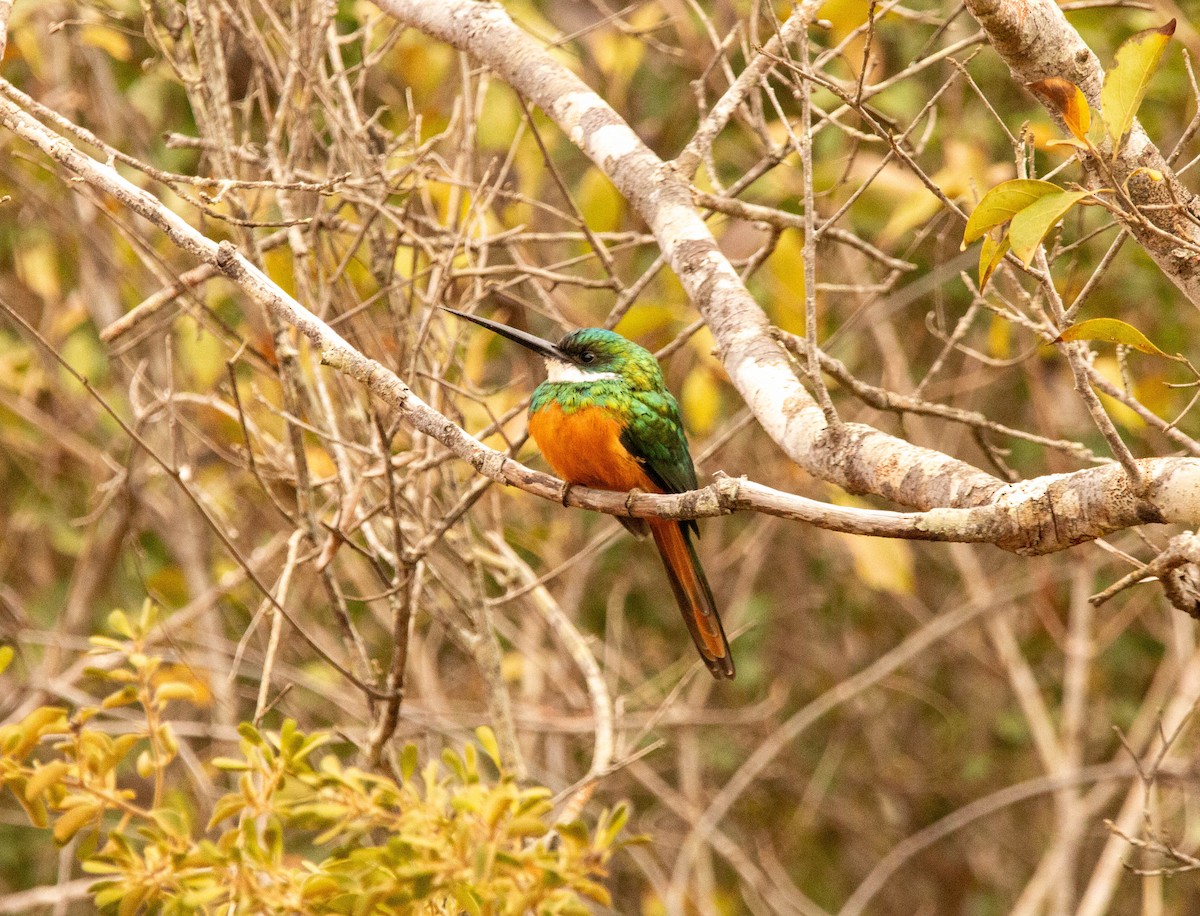 Rufous-tailed Jacamar - ML640492912