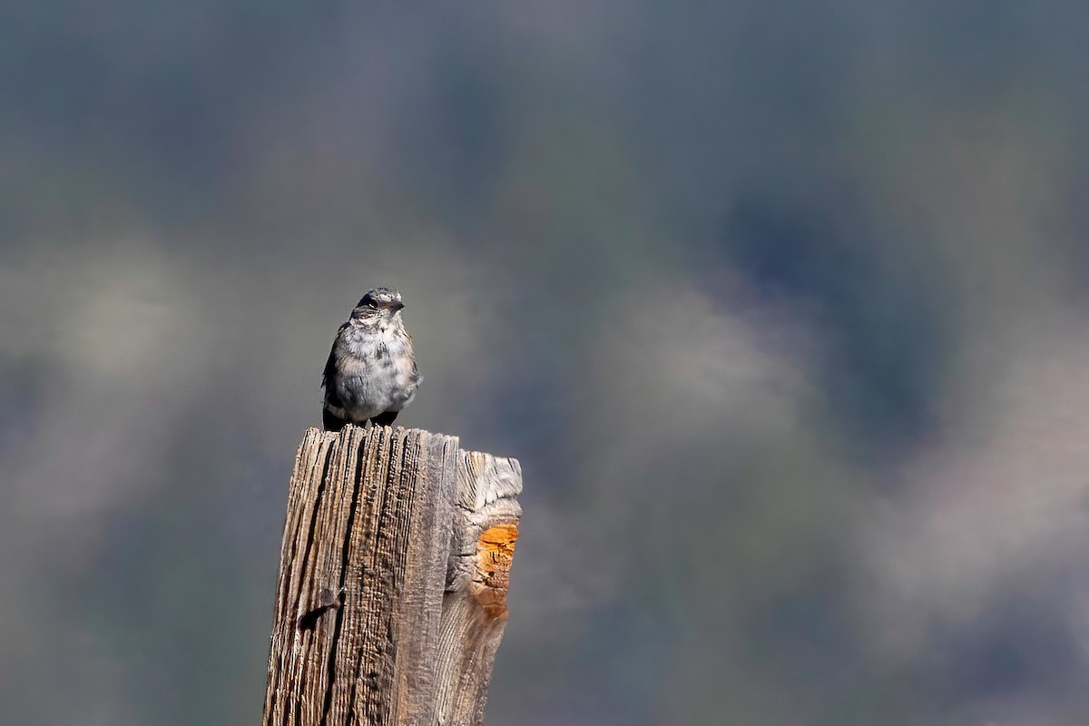 Sagebrush Sparrow - ML640492915
