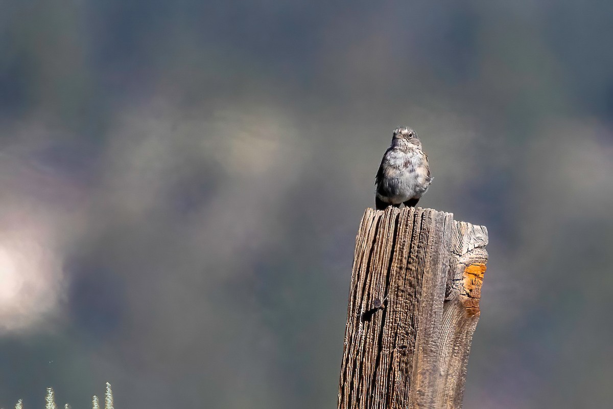Sagebrush Sparrow - ML640492916