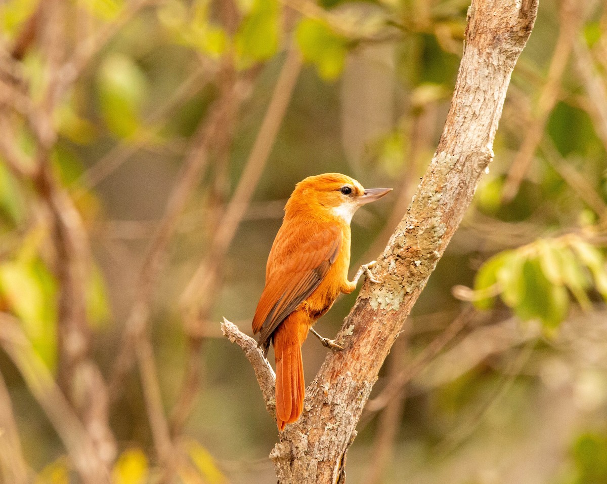 Great Xenops - ML640492919