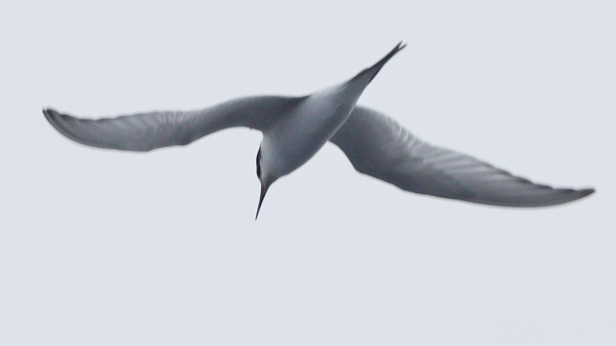 Common/Arctic Tern - ML640492983