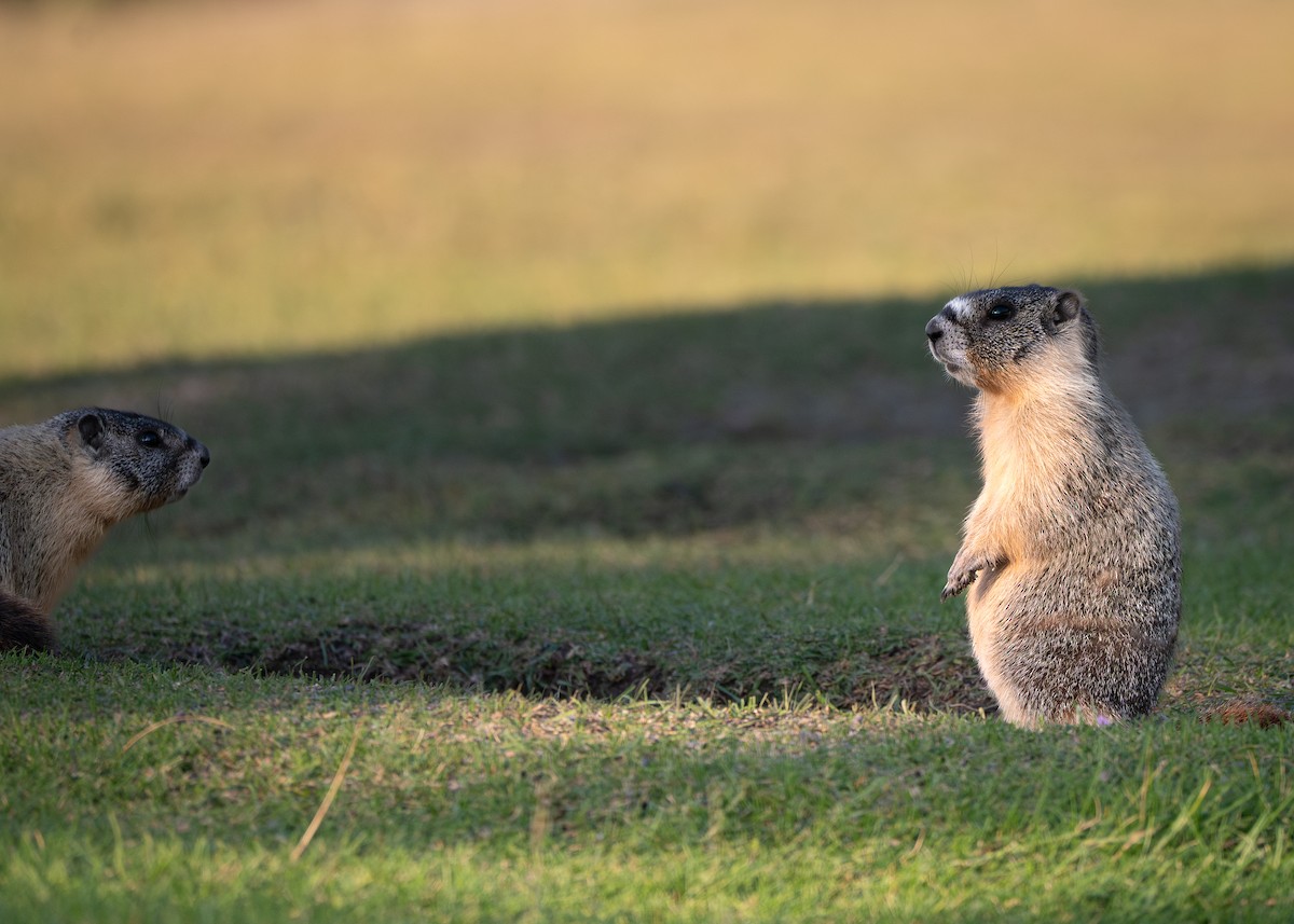 Yellow-bellied Marmot - ML640492986