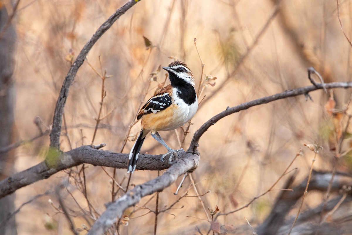 Stripe-backed Antbird - ML640493044