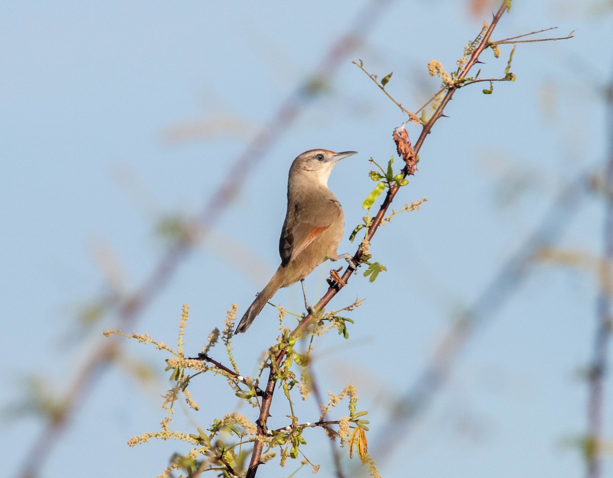 Rufous-fronted Thornbird - ML640493057