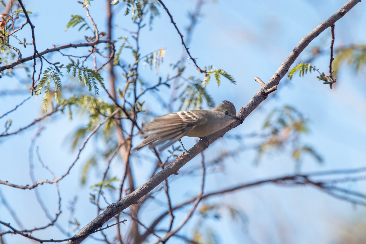Southern Scrub-Flycatcher - ML640493113