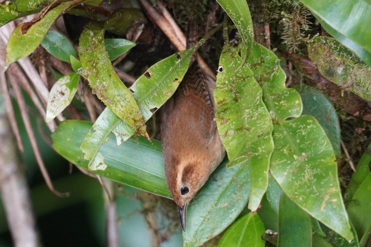 Ochraceous Wren - ML640493132