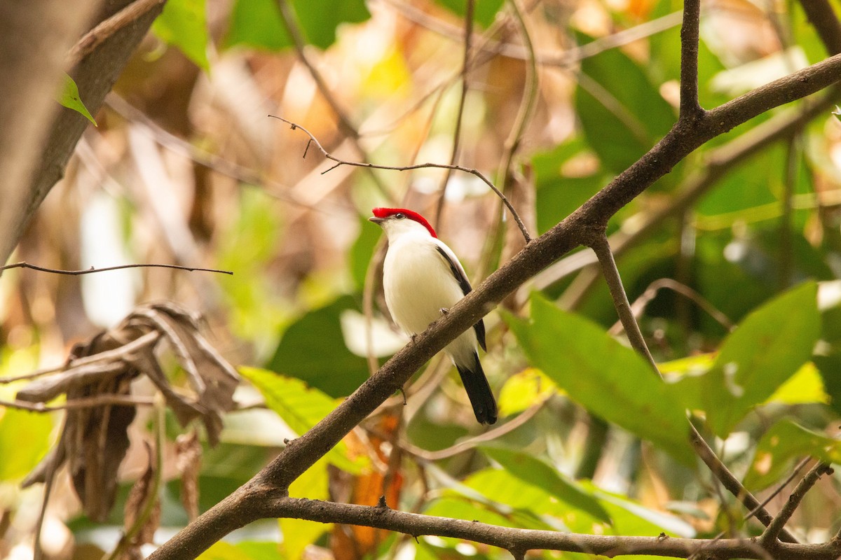 Araripe Manakin - ML640493188