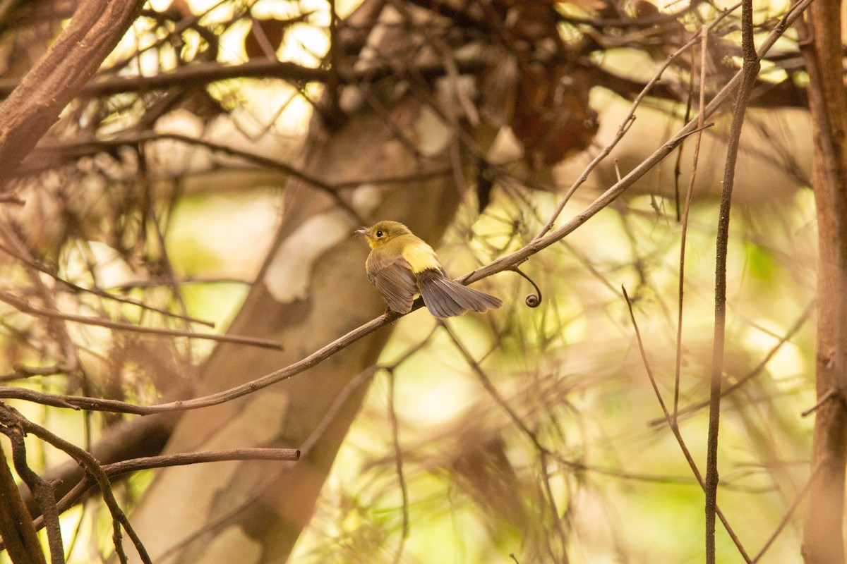 Black-tailed Flycatcher - ML640493197