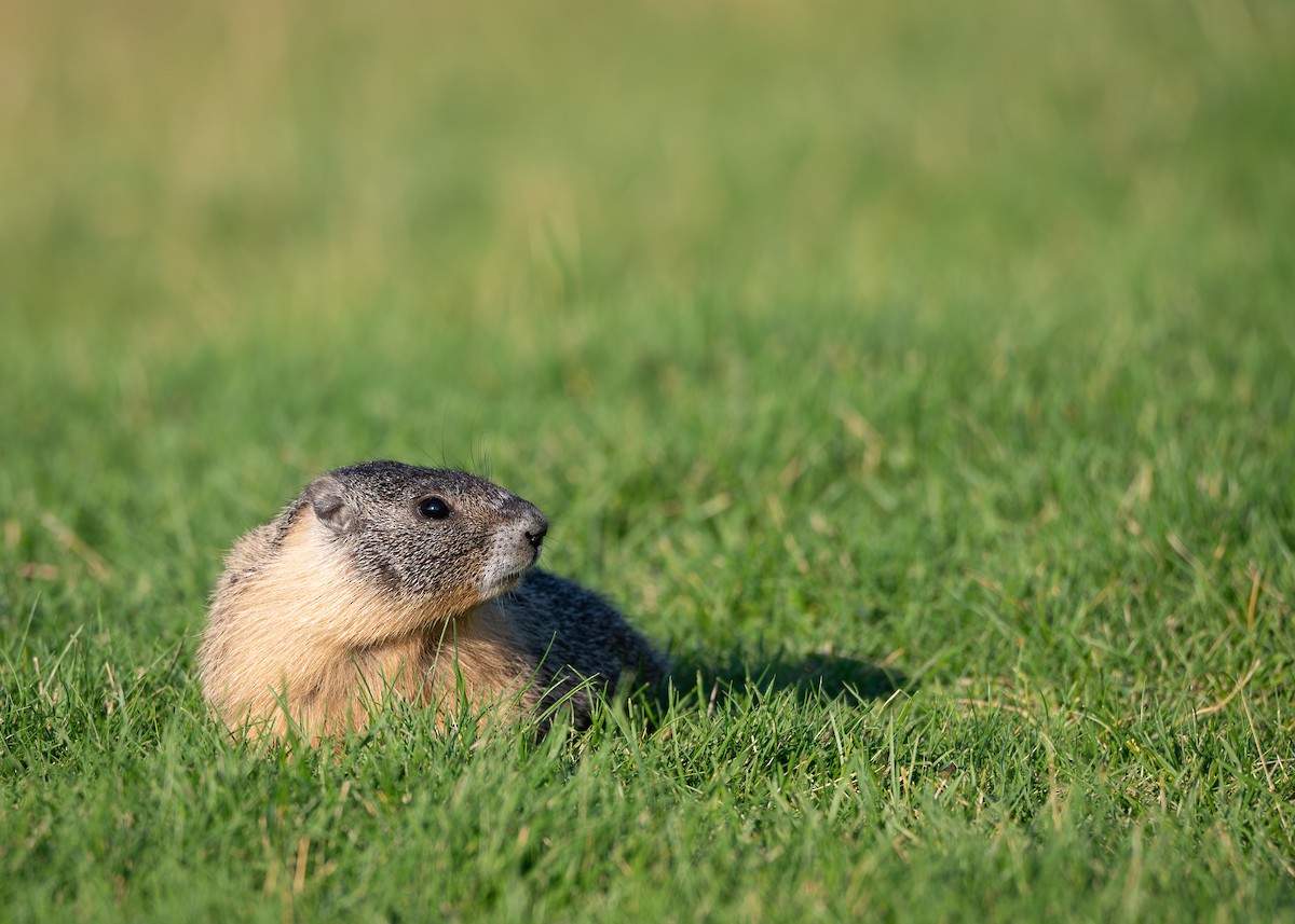 Yellow-bellied Marmot - ML640493198