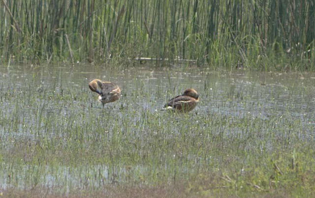 Fulvous Whistling-Duck - ML640493206