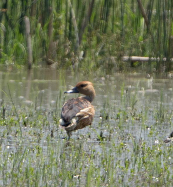 Fulvous Whistling-Duck - ML640493207