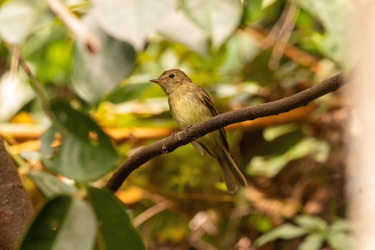 Euler's Flycatcher - ML640493210