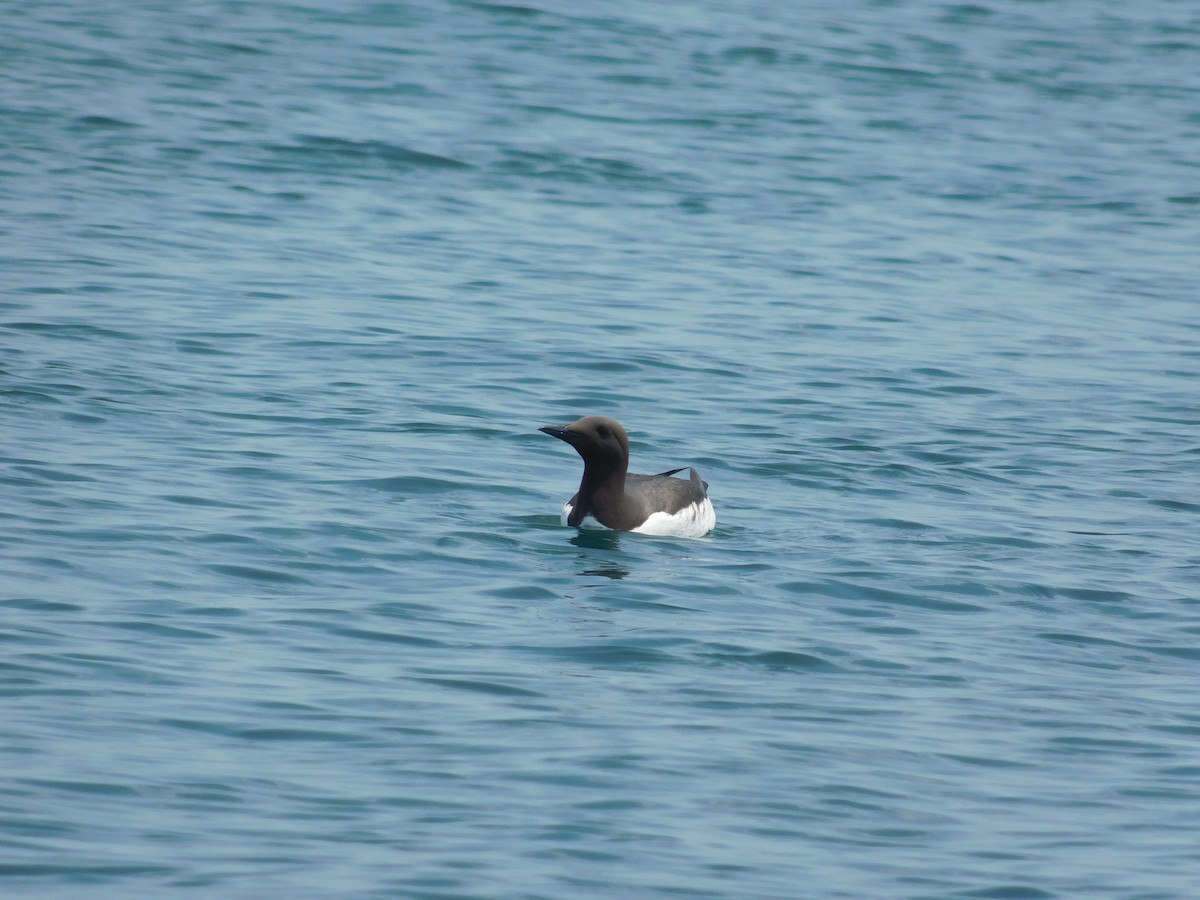 Common Murre - ML640493238