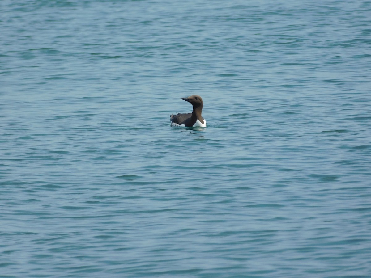 Common Murre - ML640493239