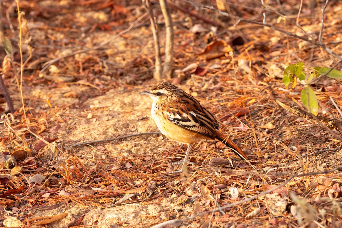 Stripe-backed Antbird - ML640493258
