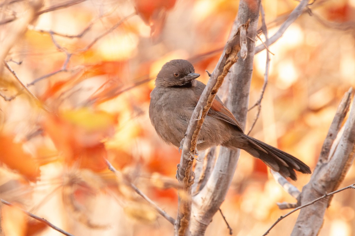 Red-shouldered Spinetail - ML640493275