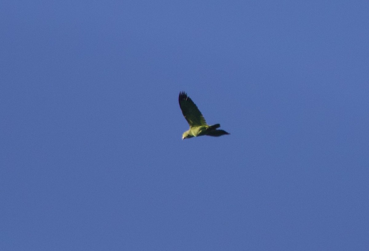 Scaly-naped Amazon - ML640493351