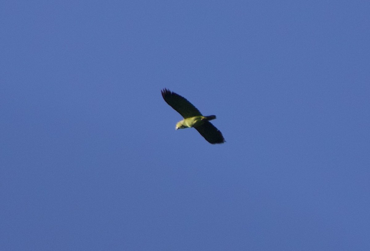 Scaly-naped Amazon - ML640493352
