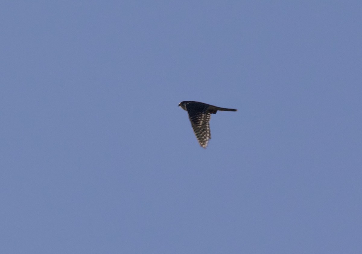 American Kestrel (South American) - ML640493375