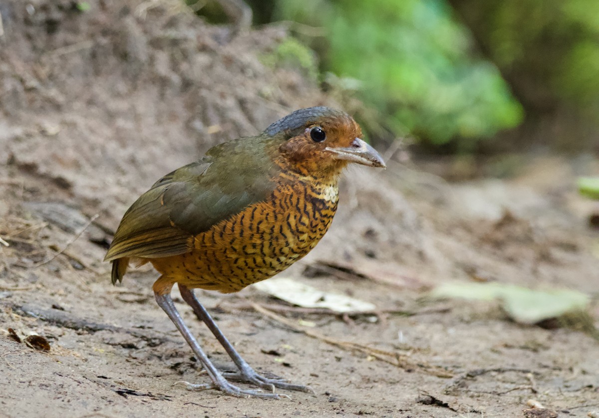 Giant Antpitta - ML640493382