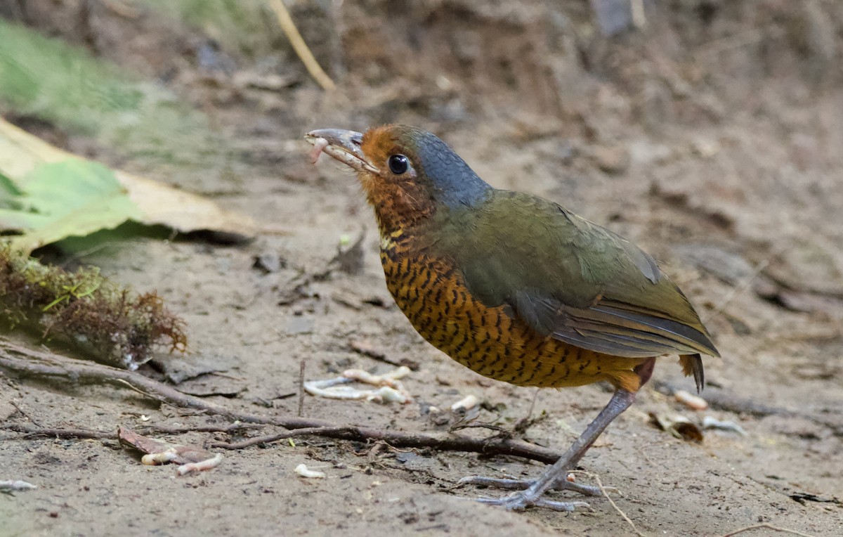 Giant Antpitta - ML640493383