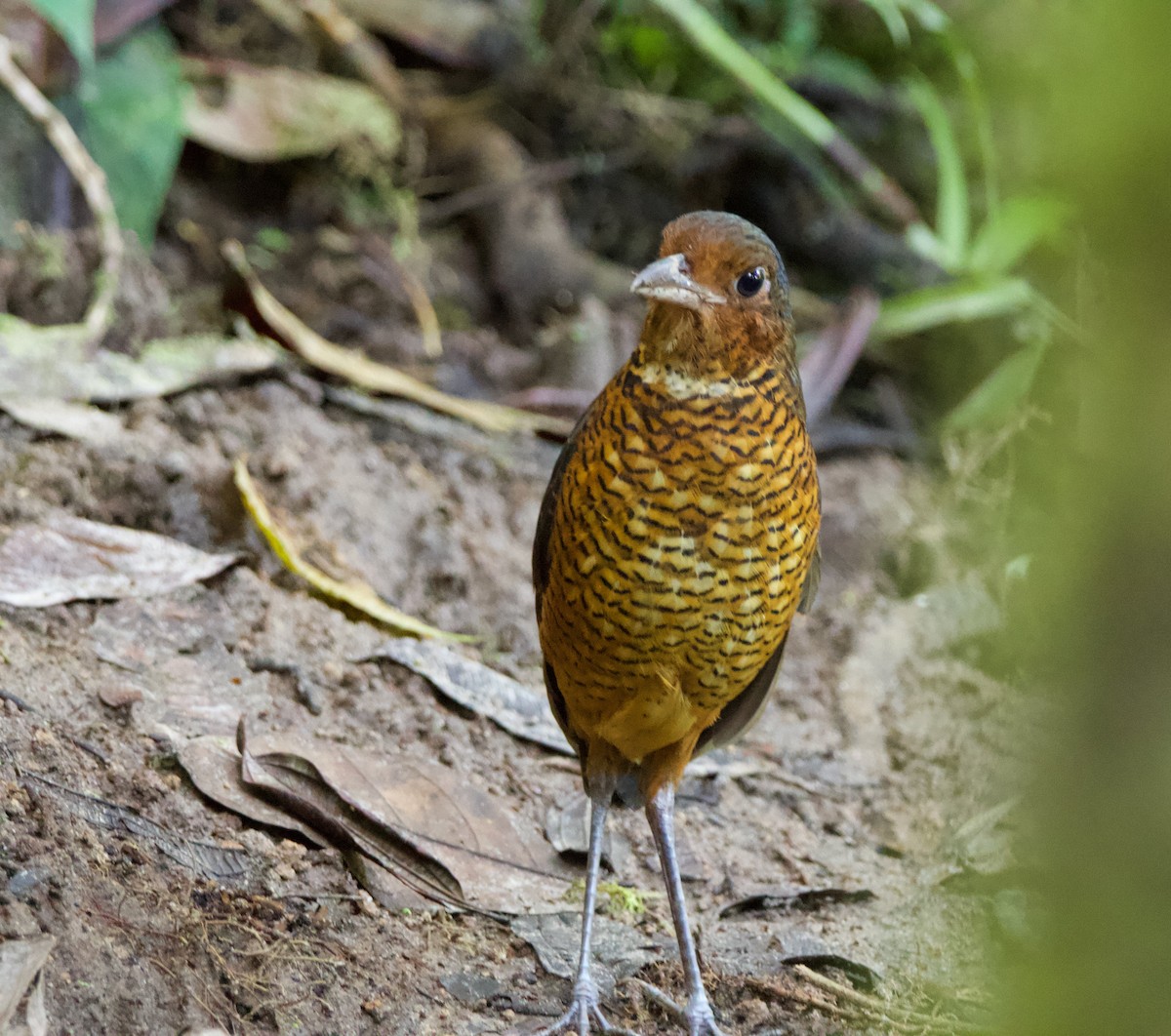 Giant Antpitta - ML640493384
