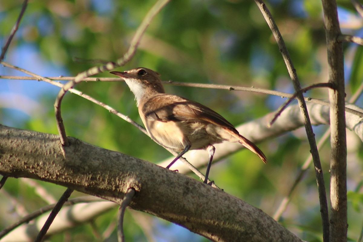 Crested Hornero - ML640493388
