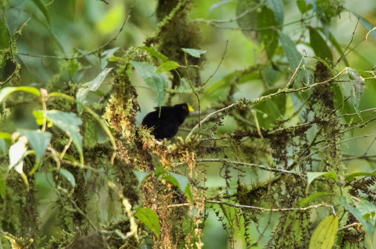 Golden-winged Manakin - ML640493463