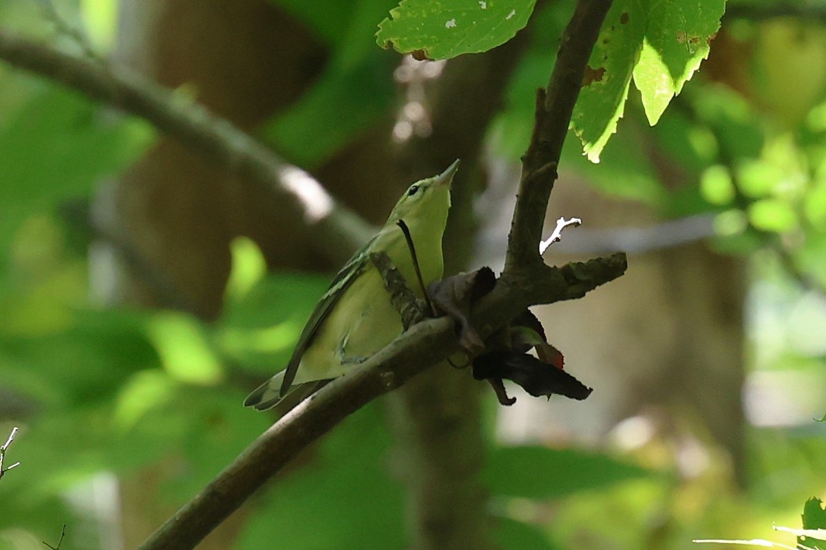 Cerulean Warbler - ML640493469