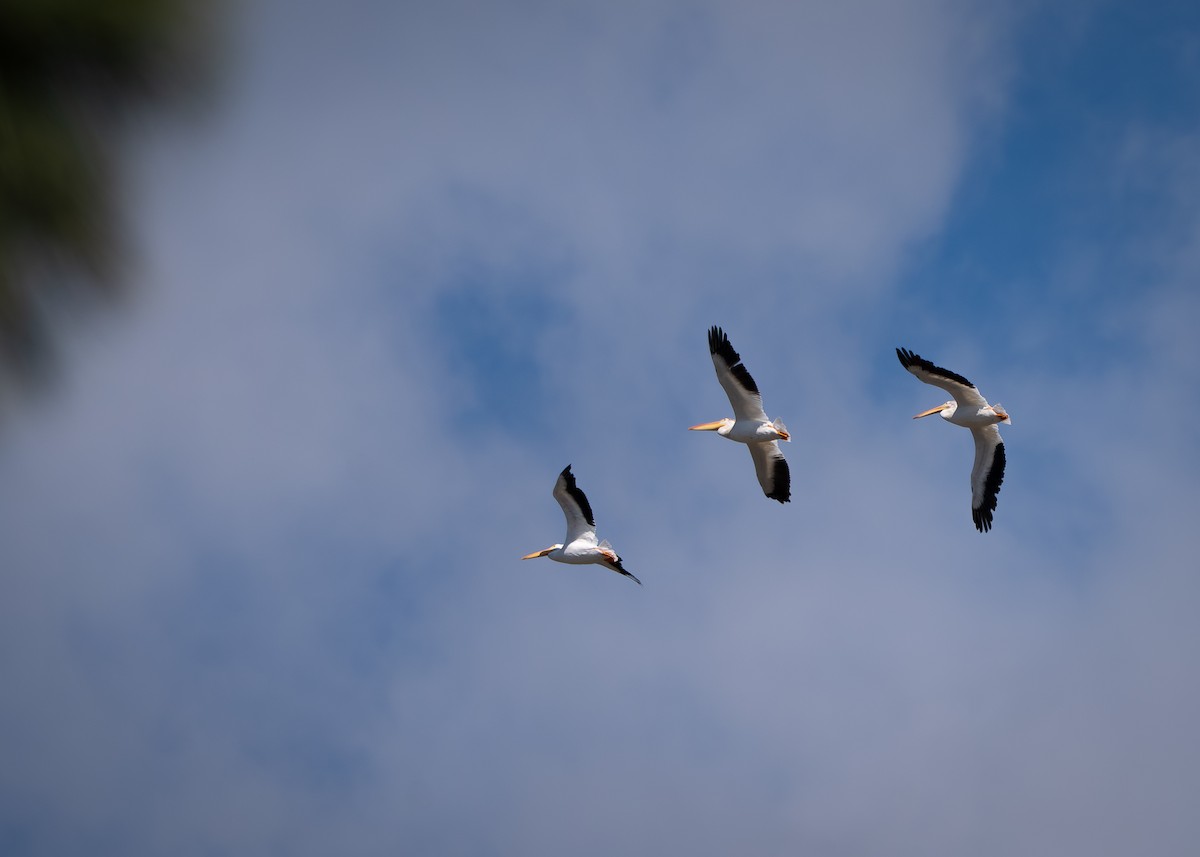 American White Pelican - ML640493533