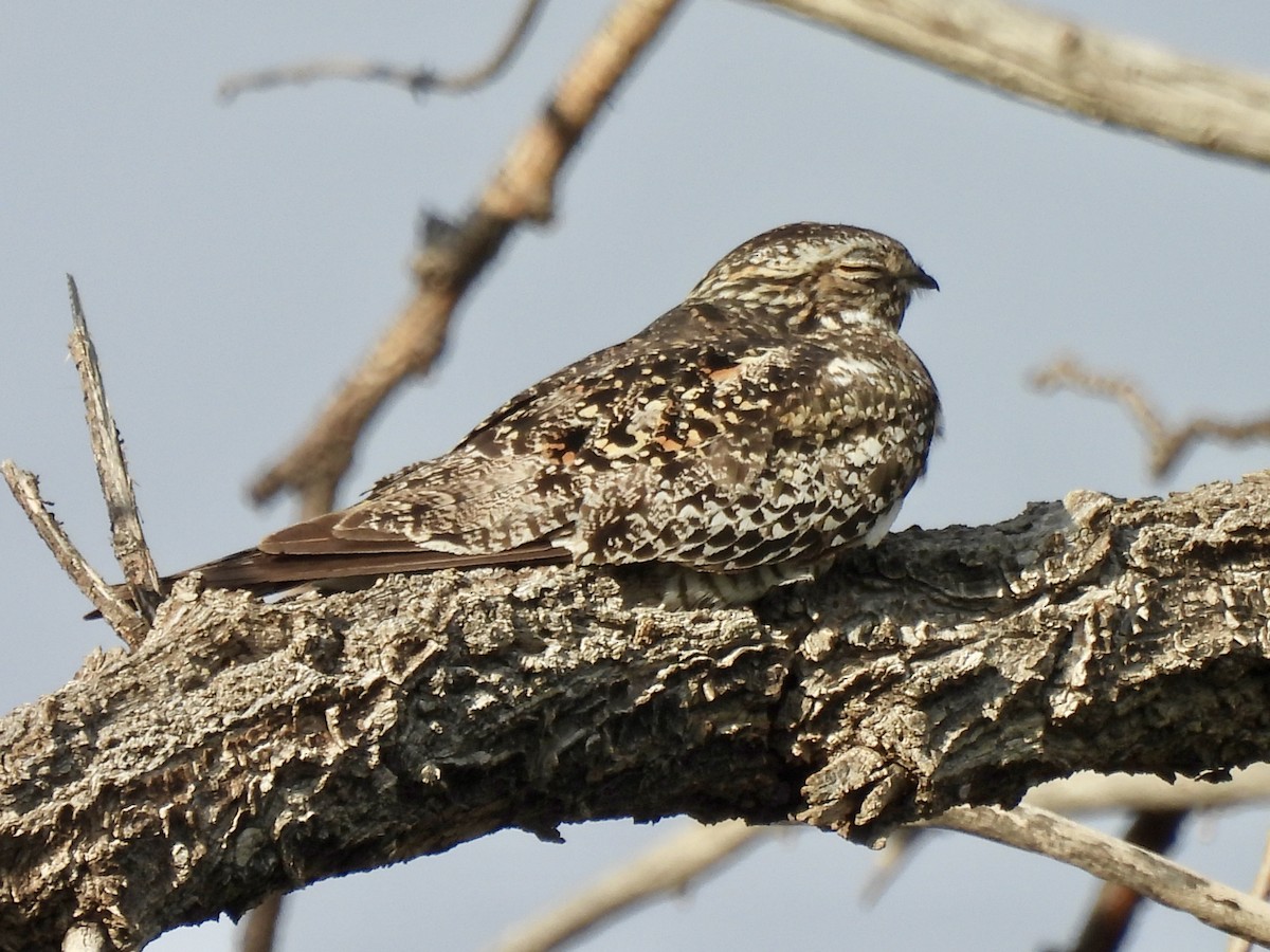 Common Nighthawk - ML640493650