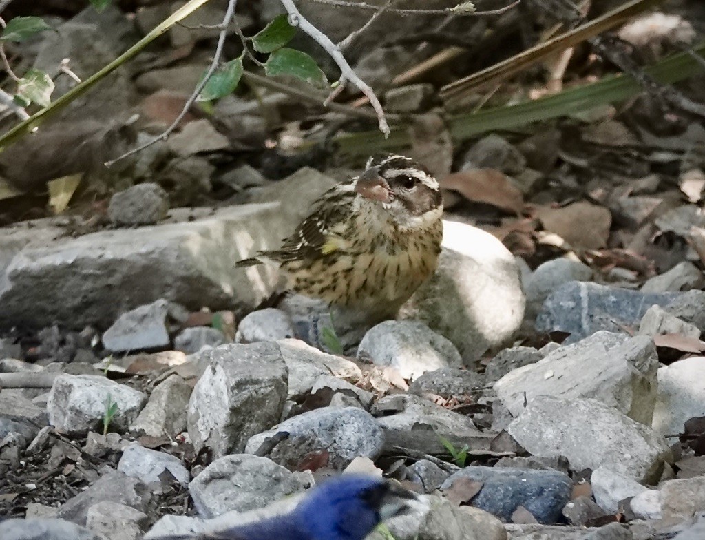 Rose-breasted Grosbeak - ML640493653