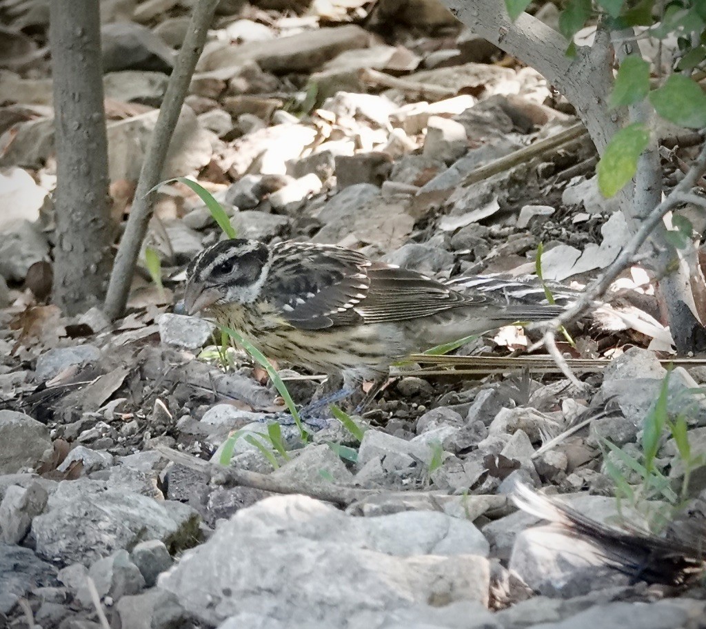 Rose-breasted Grosbeak - ML640493655