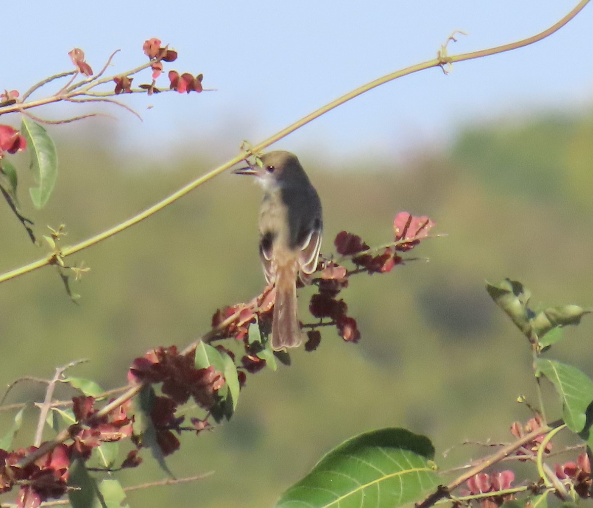 Swainson's Flycatcher - ML640493658