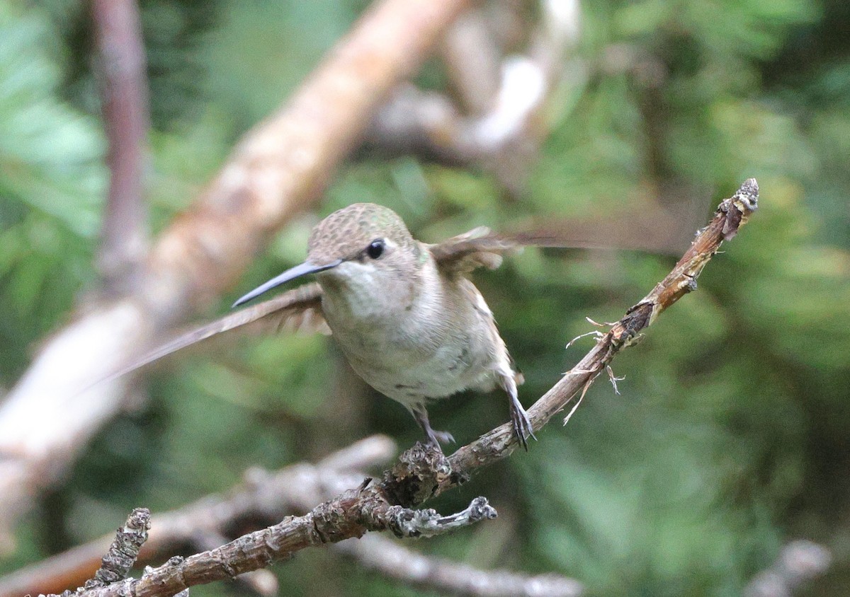Black-chinned Hummingbird - ML640493730