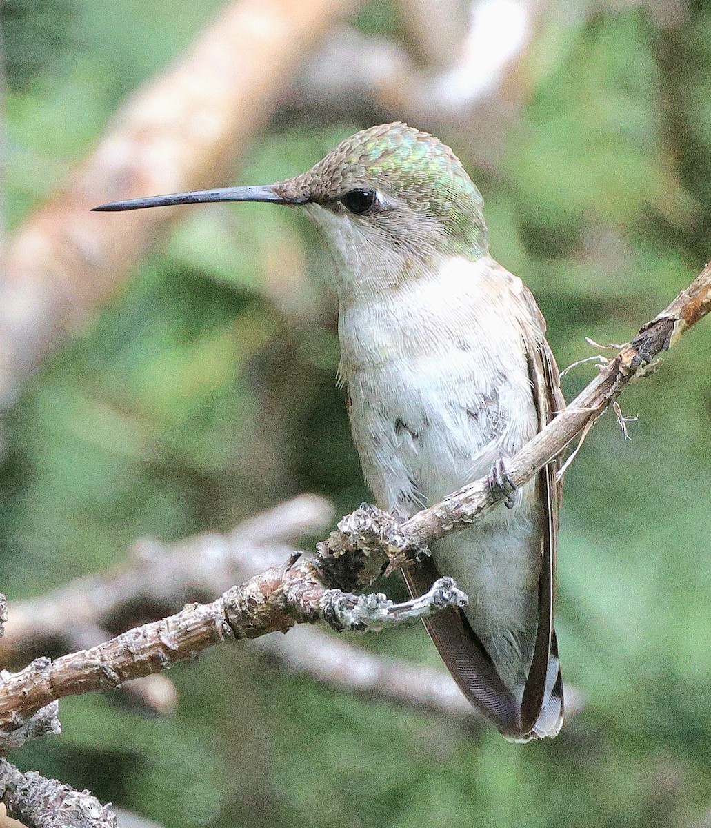 Black-chinned Hummingbird - ML640493736