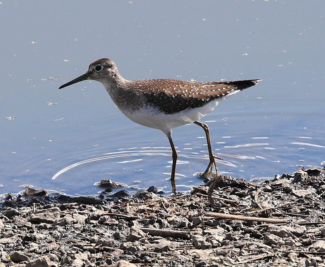 Solitary Sandpiper - ML640493737