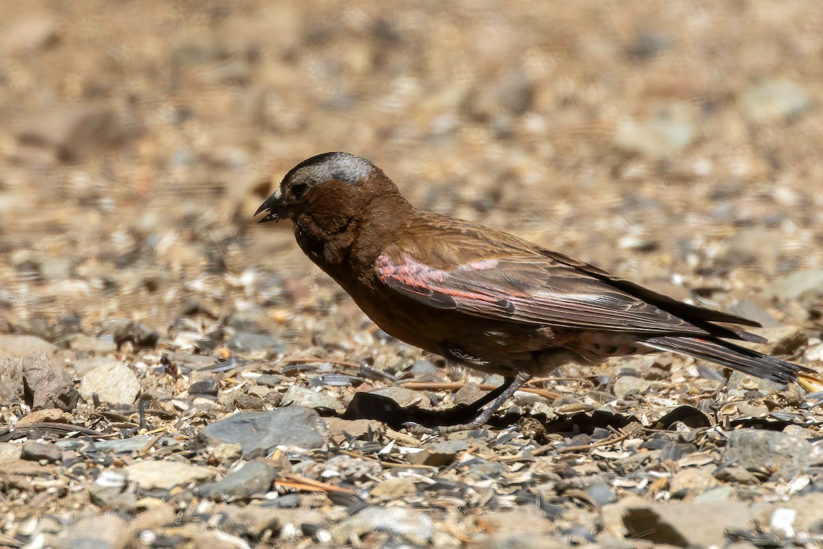 Gray-crowned Rosy-Finch - ML640493740