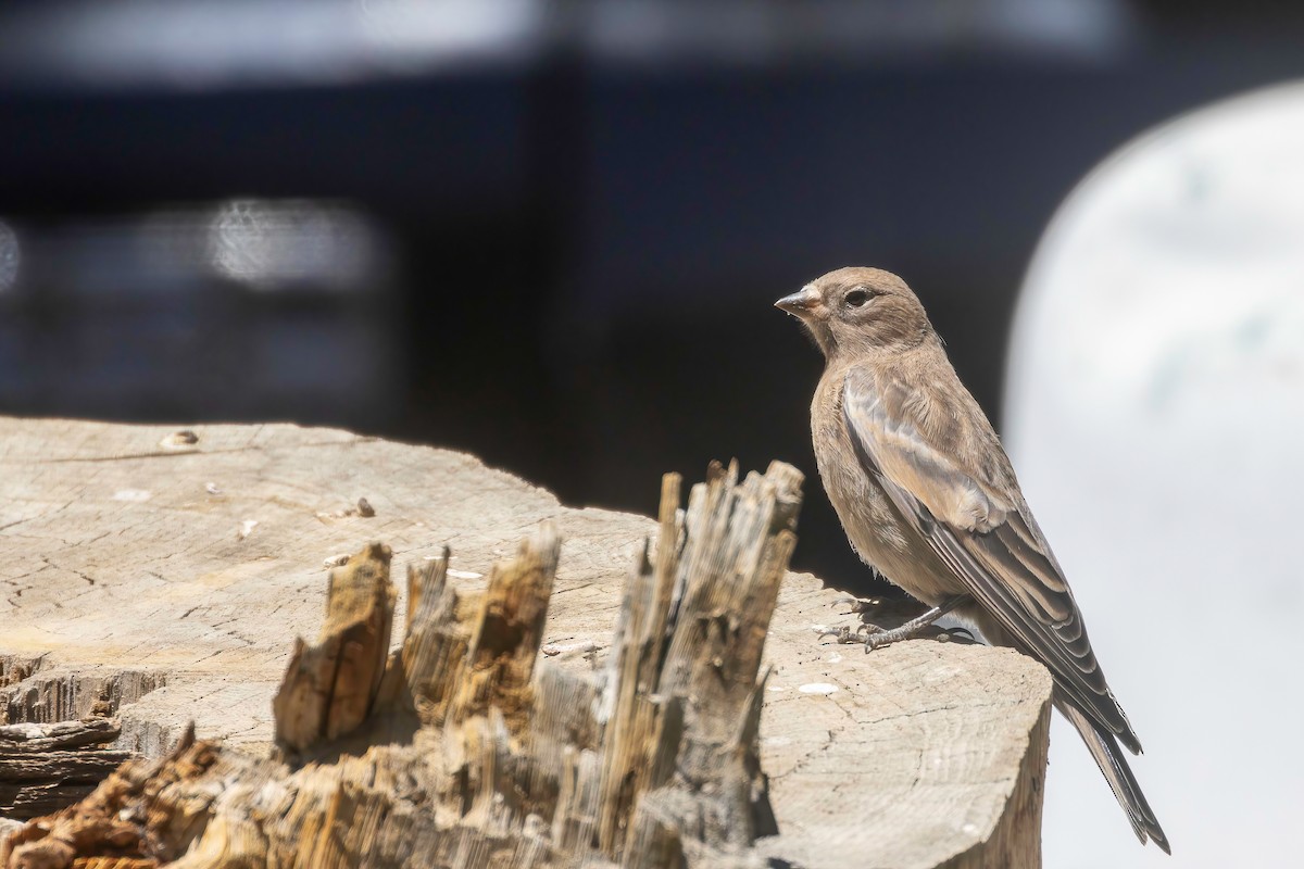 Gray-crowned Rosy-Finch - ML640493741