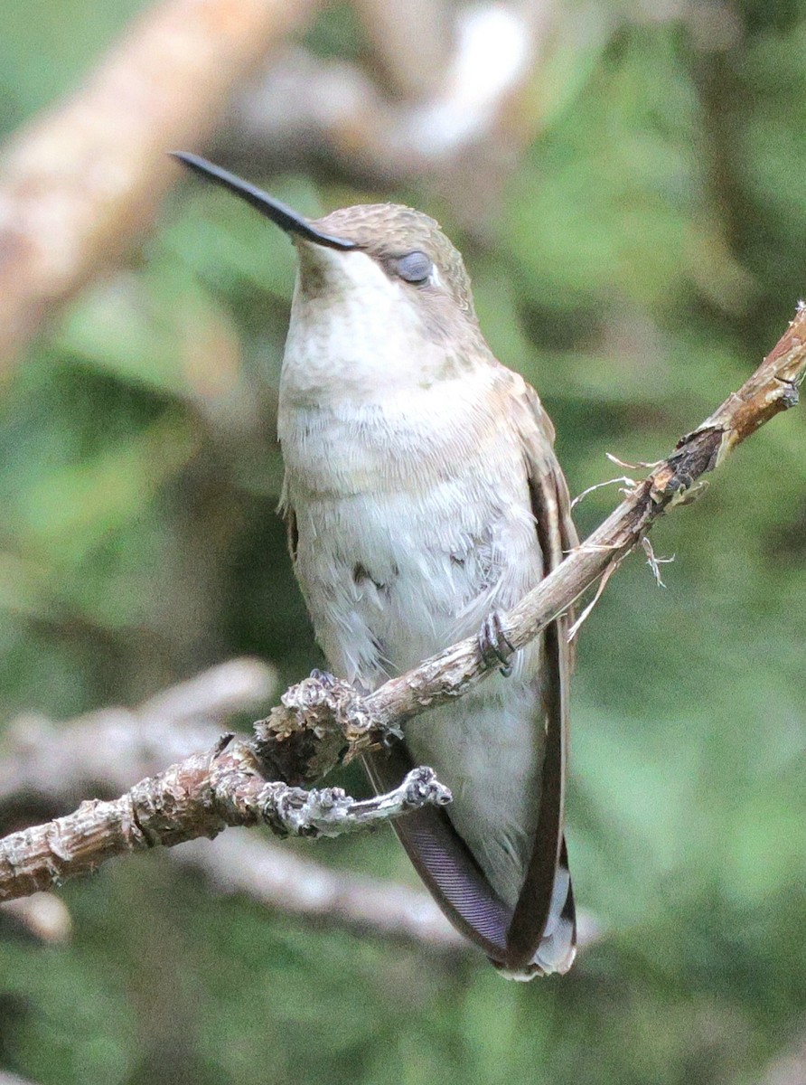 Black-chinned Hummingbird - ML640493743