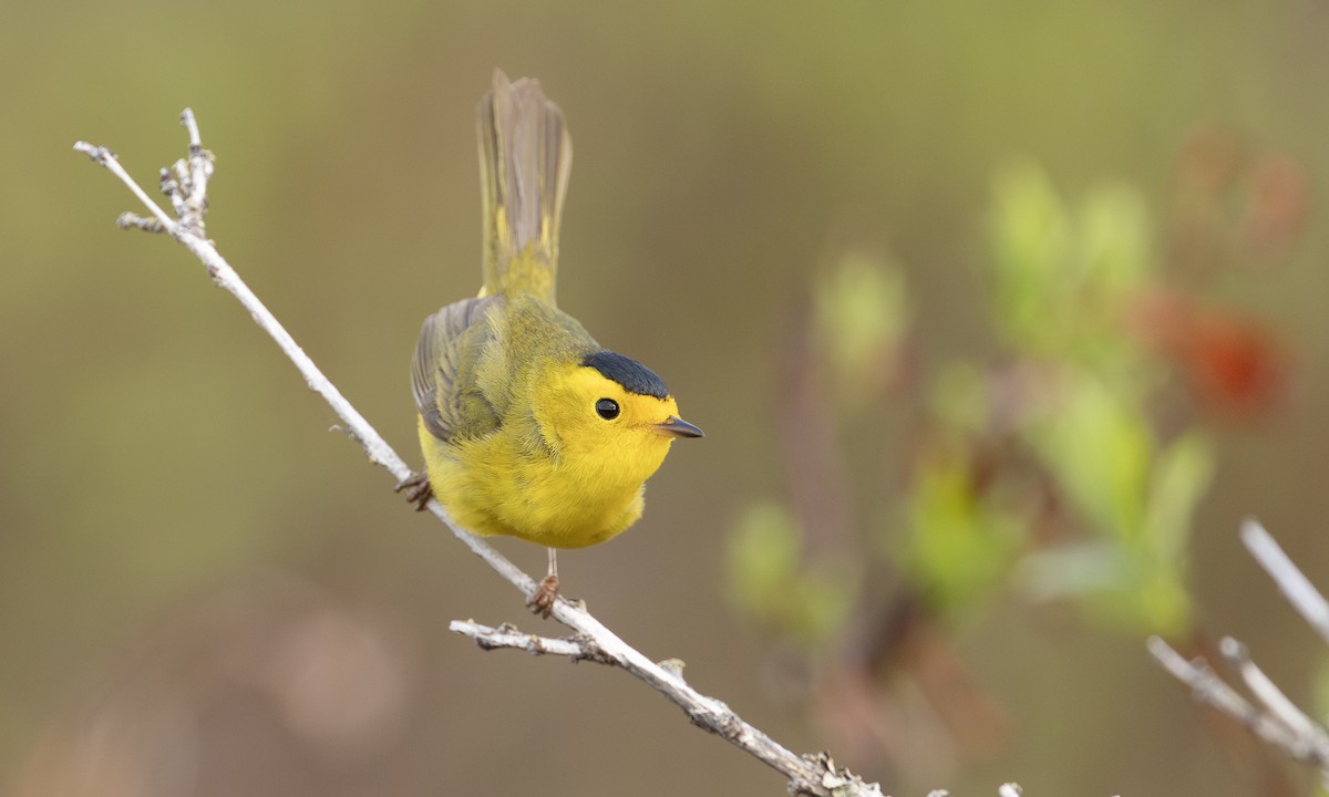 Wilson's Warbler - ML640493959